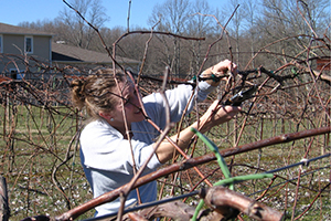 Pruning grape vines