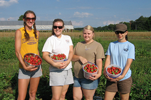 Strawberry harvest