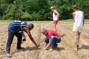 Transplanting Tomatoes