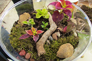 terrarium