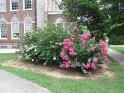 Coorts Flowering Bushes