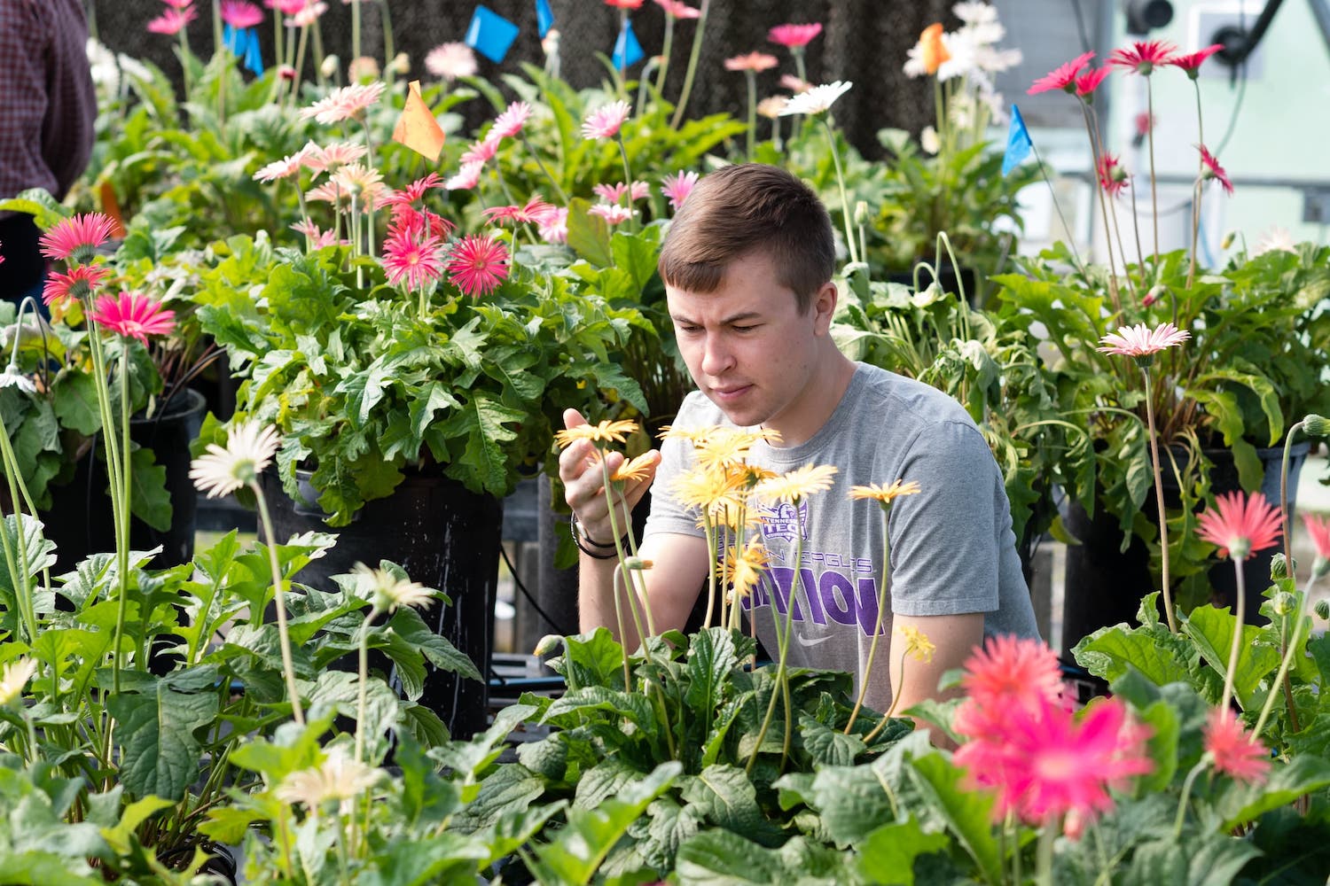 A student inspects flowers in the greenhouse