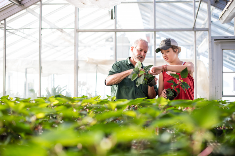 Working in the Greenhouse