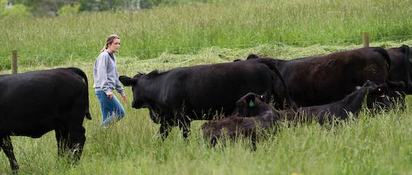 Agriculture student in the Shipley Farm fields monitoring cows.