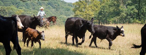 Agriculture student riding a horse while monitoring cows. 