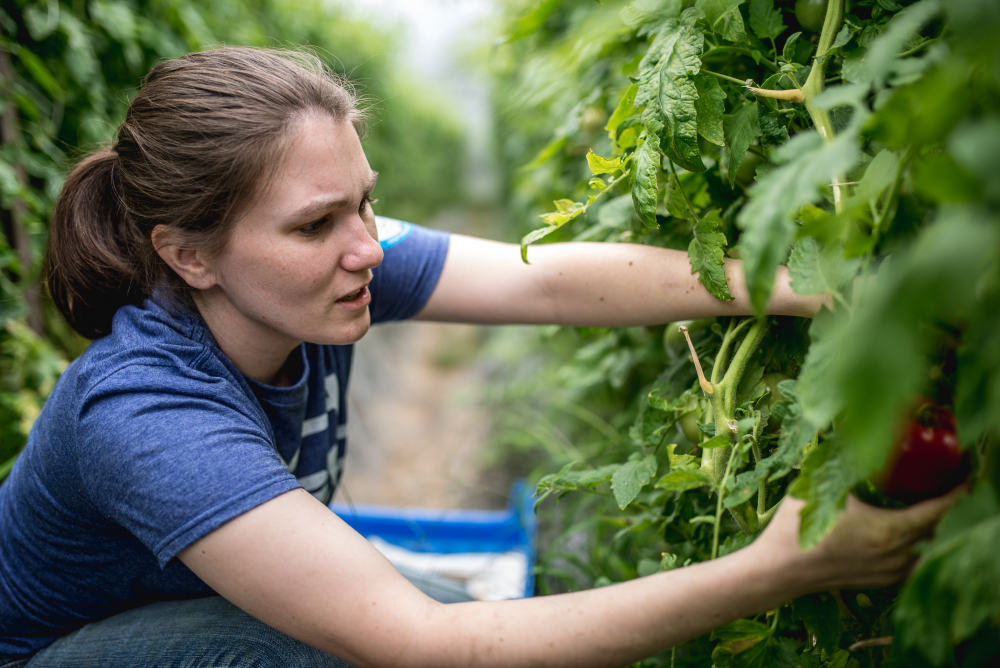 A student picking tomatos off plants.