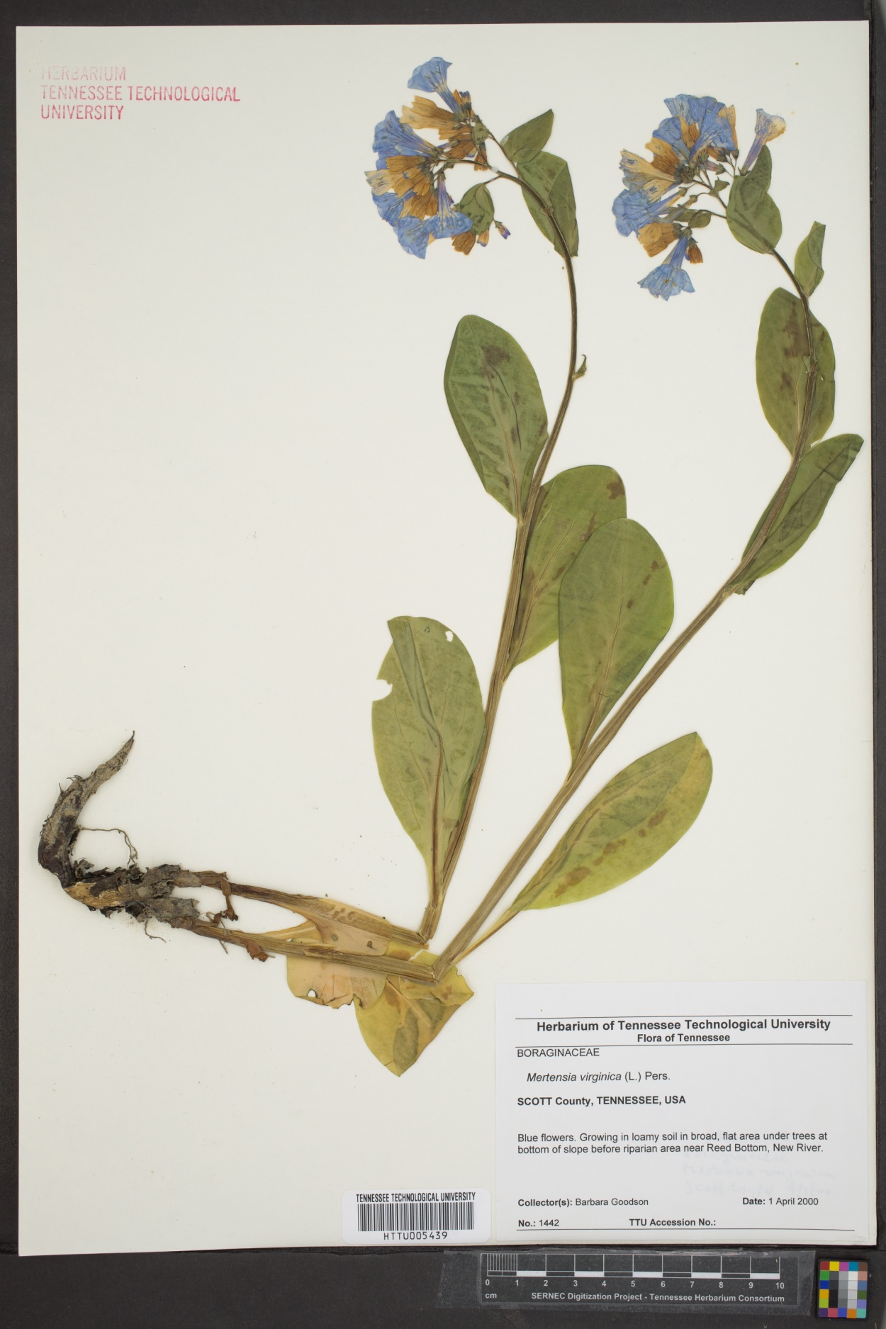 Mertensia