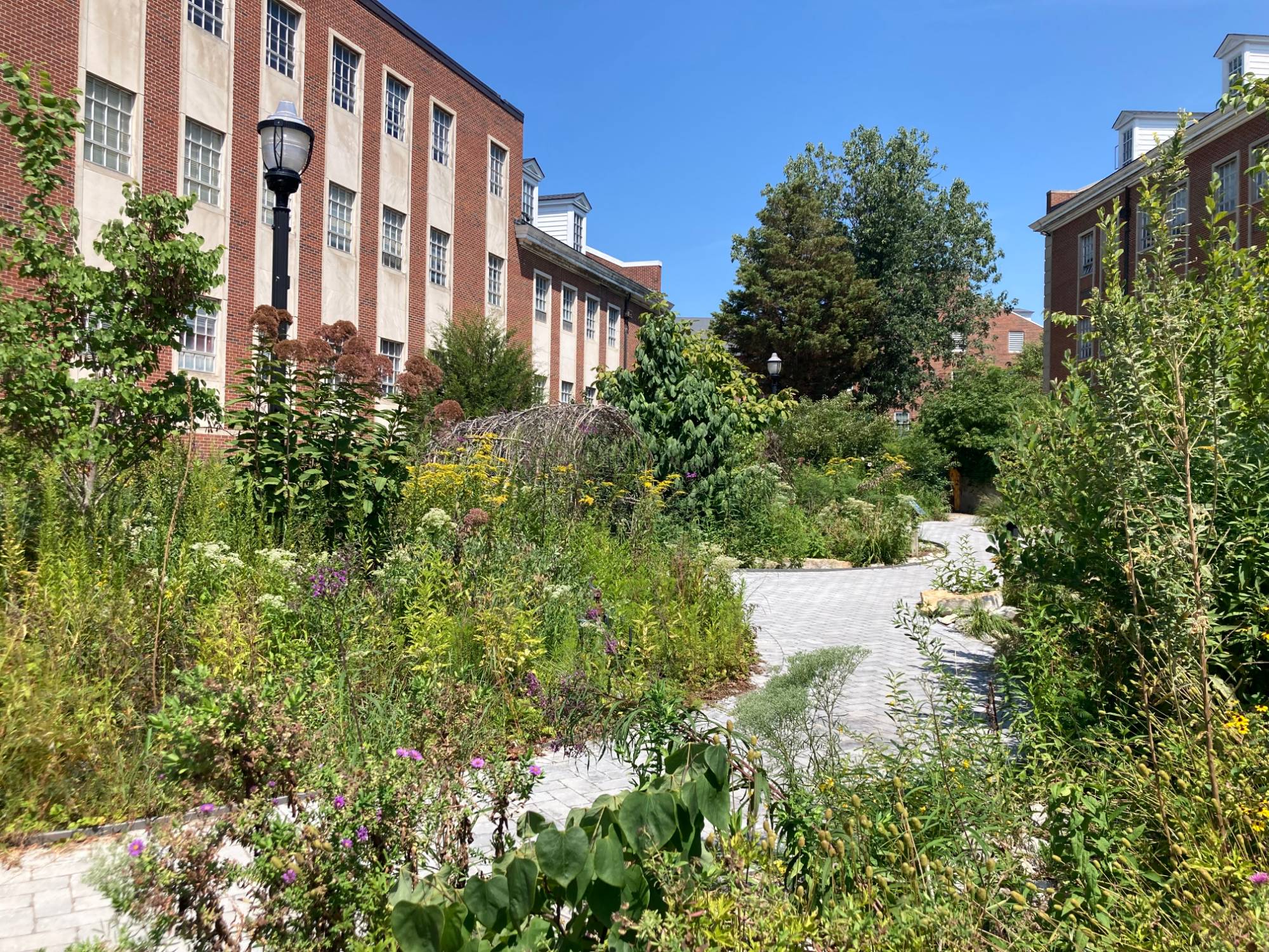 Native Plant Garden