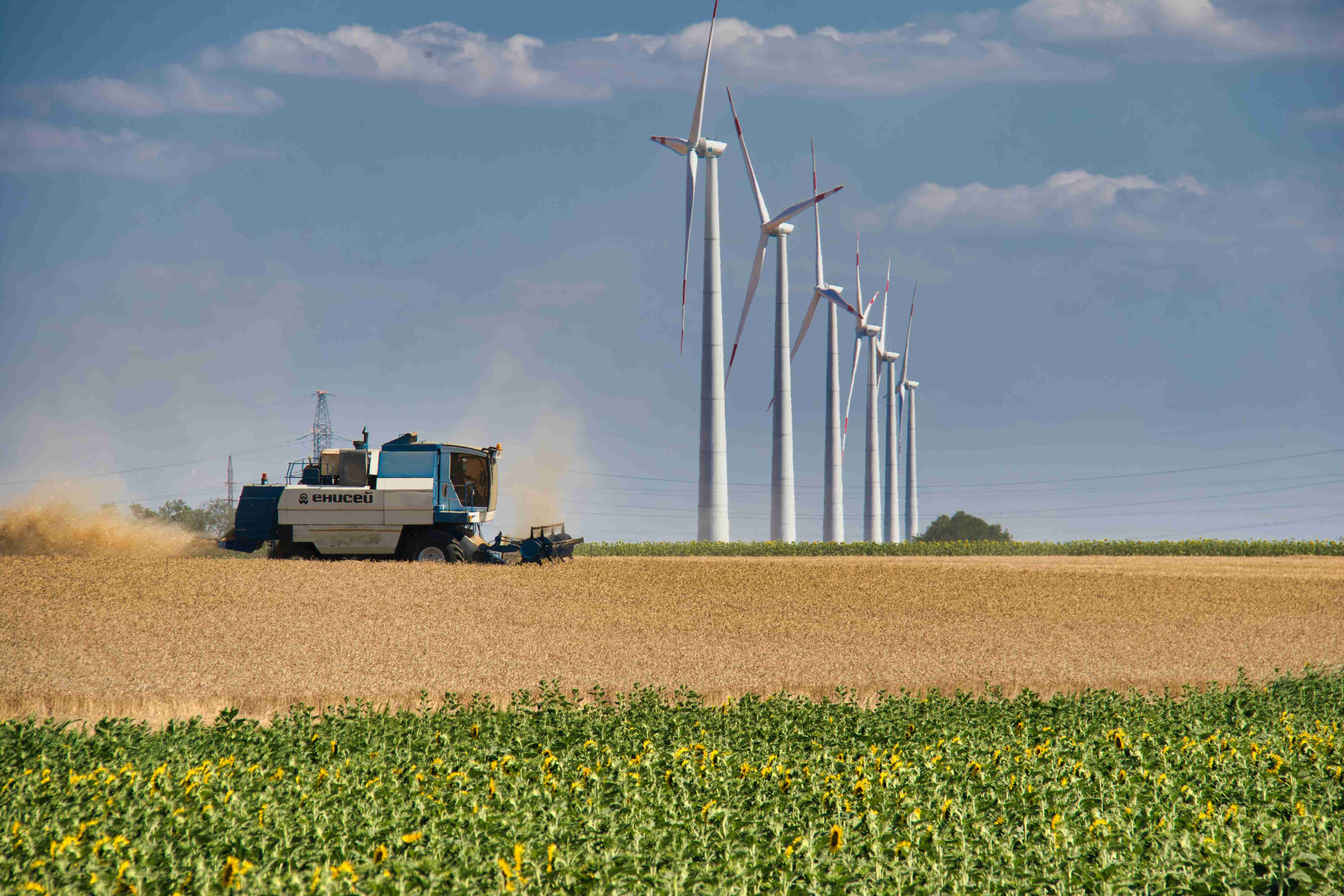 Harvesting crop with windmills in the background