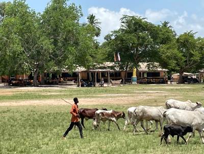 A shepherd guiding his herd of cattle in Ghana.