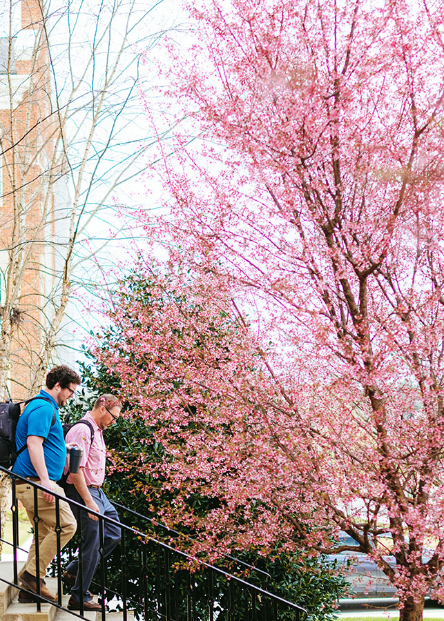 Two individuals walking down stairs with a tree in the background that is blooming pink flowers.