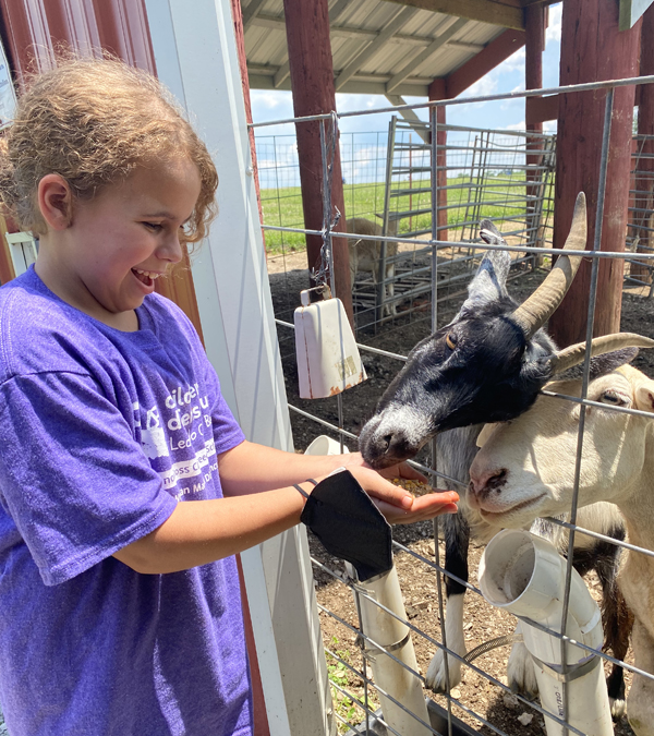 Time to feed the goats.