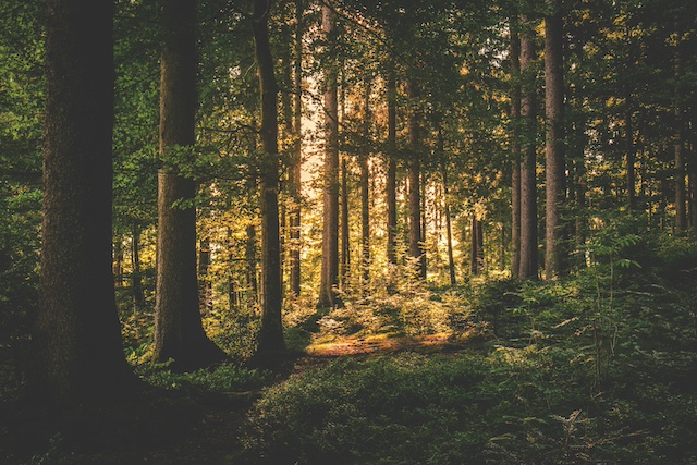 Into the Woods