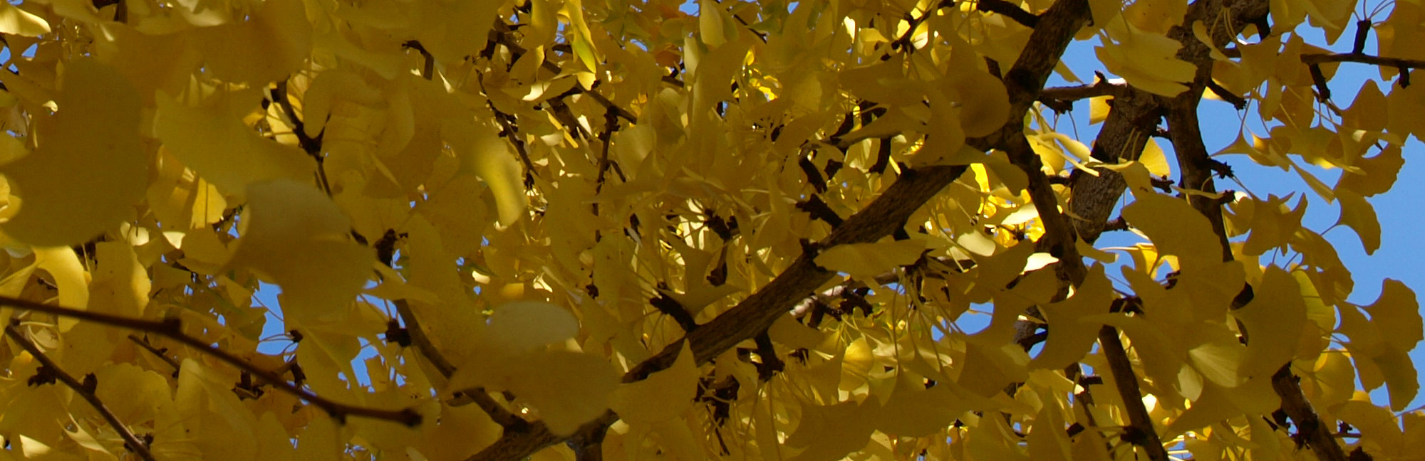 ginkgo