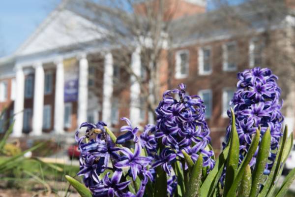 Purple Spring flowers