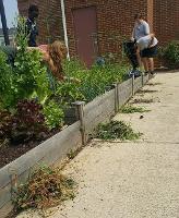 students caring for the Food Pantry garden