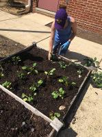 planting new plants