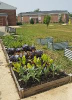 raised bed gardens at the Food Pantry garden