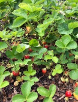 strawberries at the Food Pantry garden
