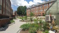 the Native Plant garden from the greenhouse