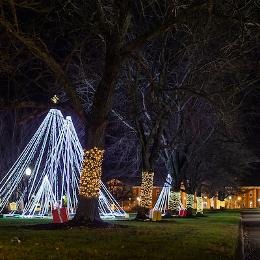 View of the holiday trees lite up