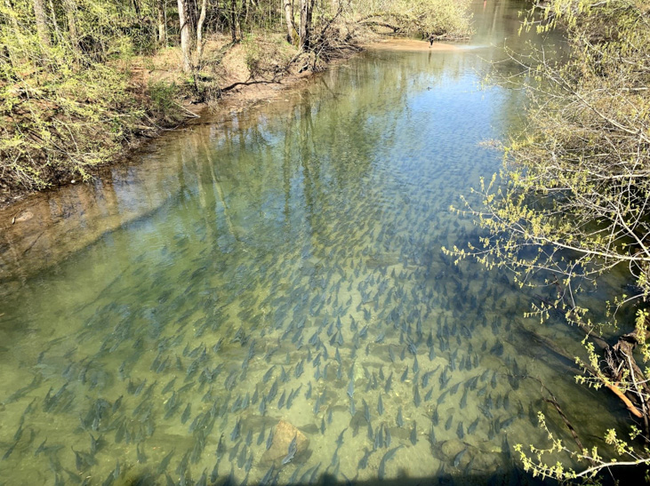 Buffalo in Citico Creek