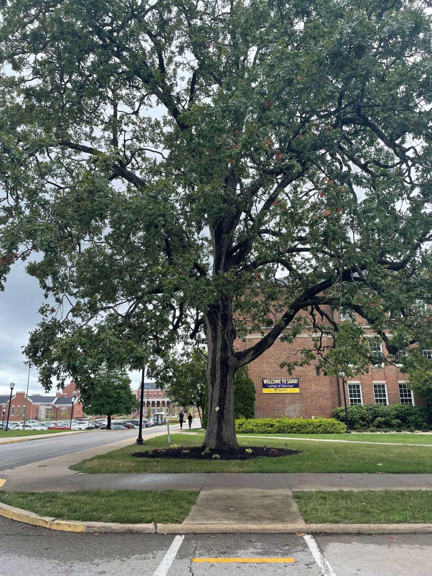 The post oak by the TJ Farr building