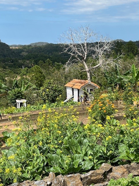 Cuba