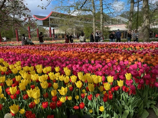 tulip field with orange, pink and yellow flowers