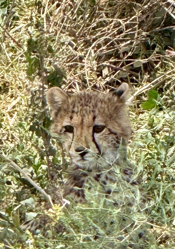 cat in bushes