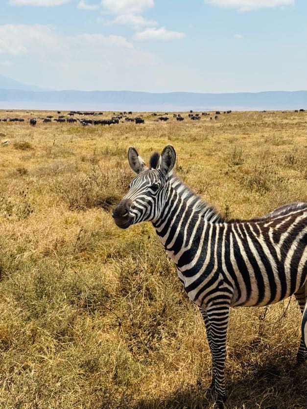 zebra