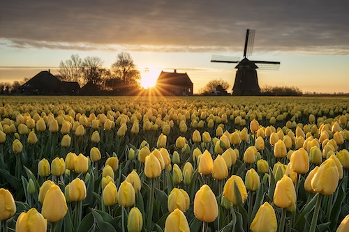 Holland Windmill and Tulips