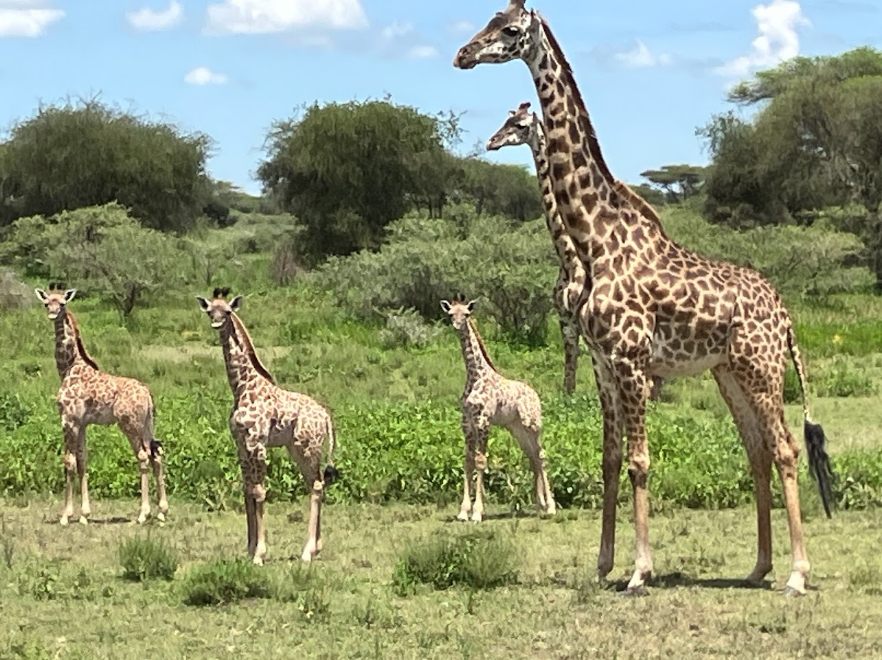 giraffes