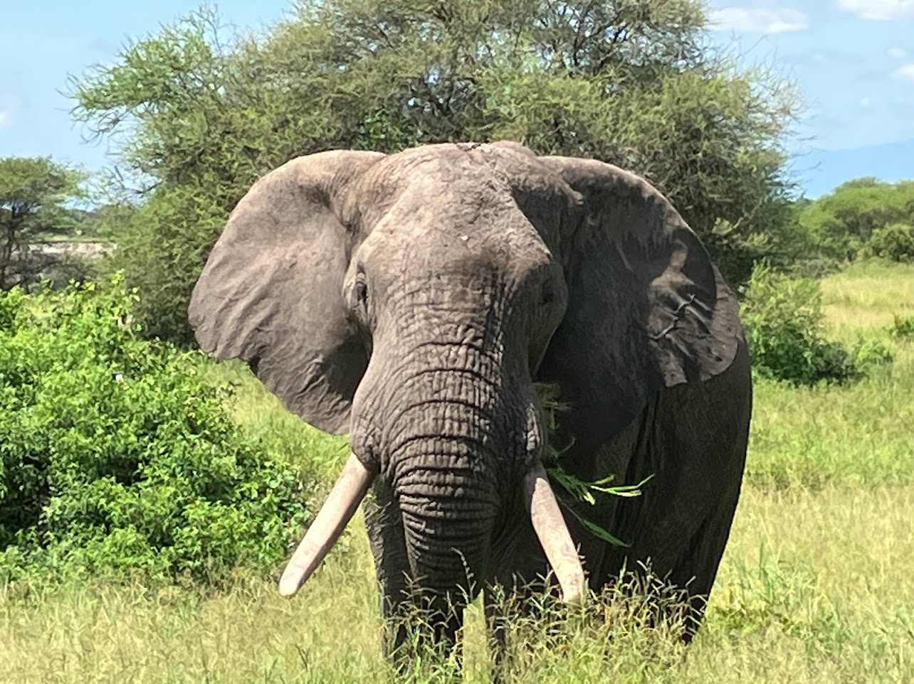 an elephant in grass