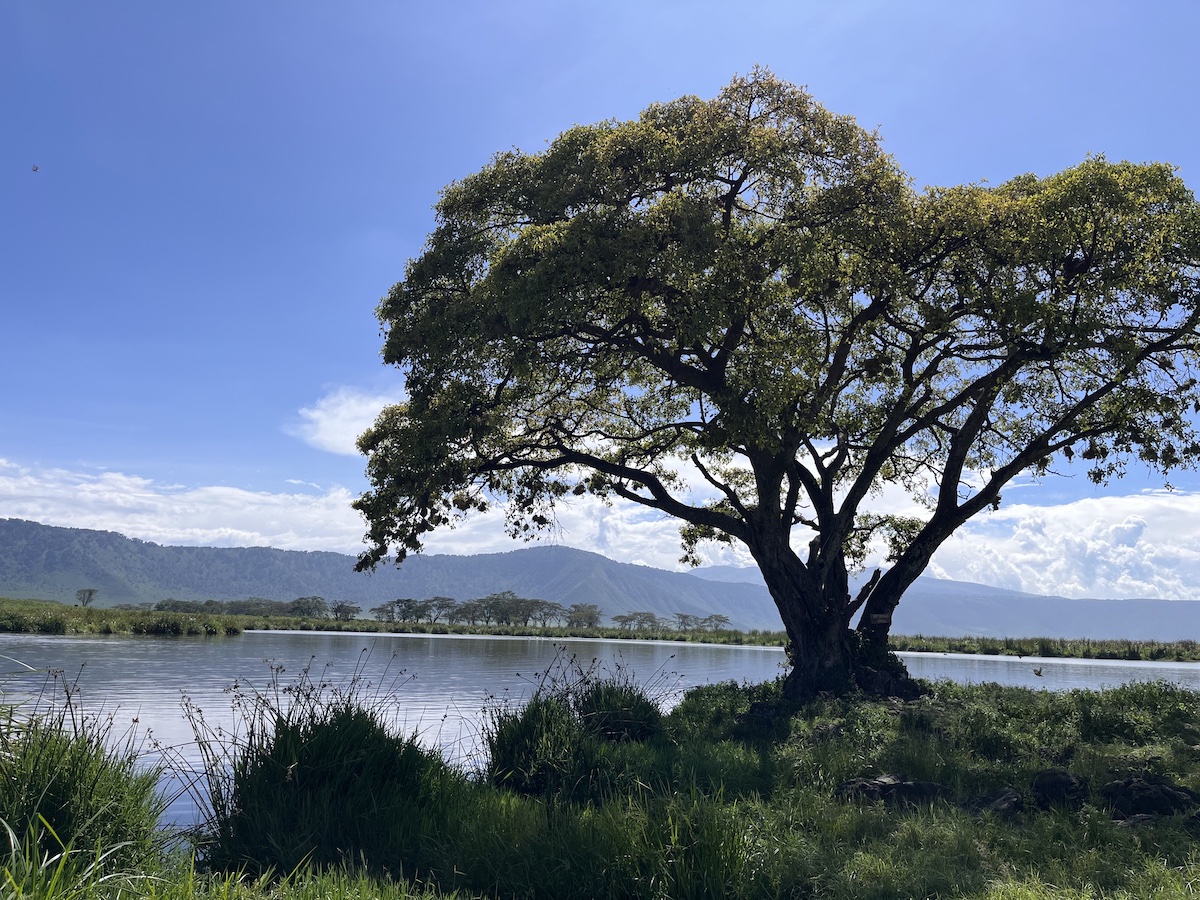 An Acacia Tree